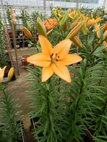 [5083 Indian Diamond EVR No01.JPG]